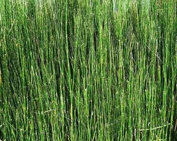 Equisetum scirpoides image