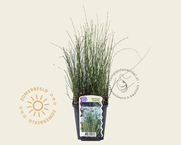 Equisetum scirpoides