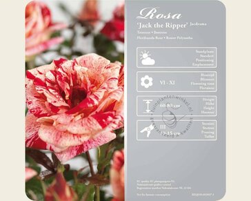 Rosa 'Jack the Ripper'