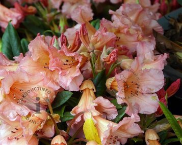 Rhododendron 'Tortoiseshell Orange' image
