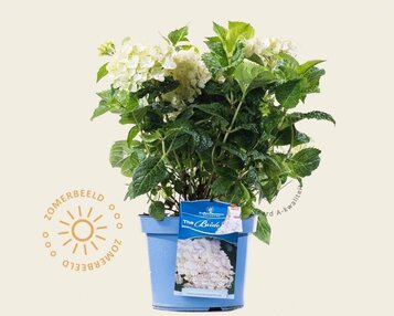 Hydrangea macrophylla 'Endless Summer DreamCloud' image
