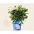 Hydrangea macrophylla 'Endless Summer DreamCloud'