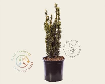 Taxus baccata 'David' image