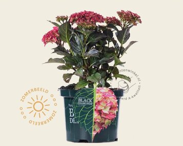 Hydrangea macrophylla 'Red Angel' image