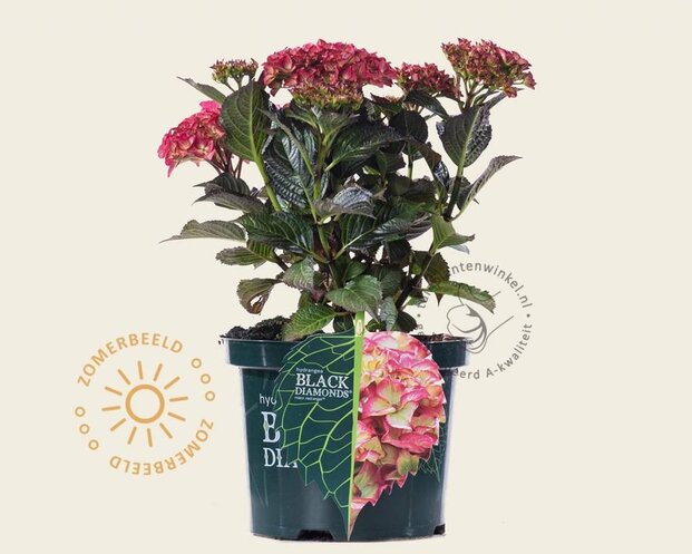 Hydrangea macrophylla 'Red Angel'