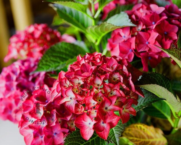 Hydrangea macrophylla 'Red Angel'