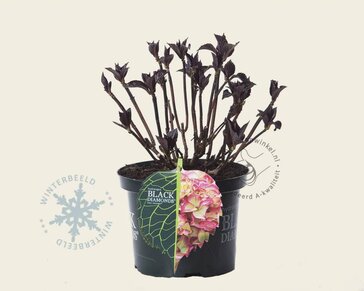 Hydrangea macrophylla 'Red Angel'