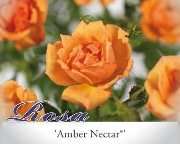 Rosa 'Amber Nectar' image