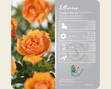 Rosa 'Amber Nectar'