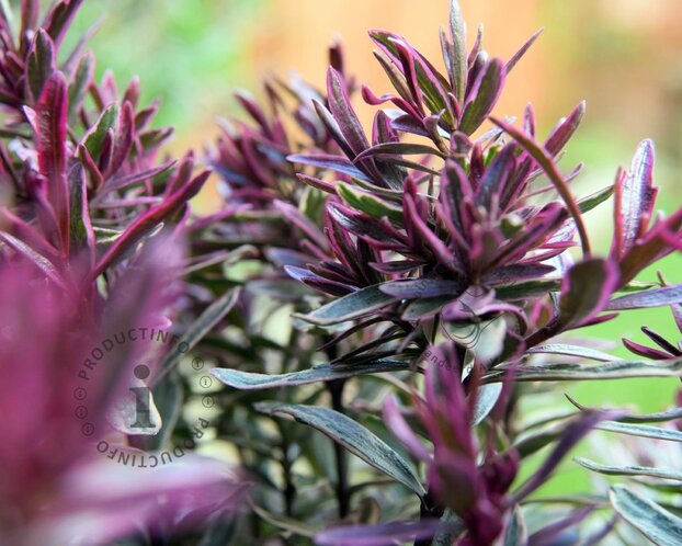 Hebe 'Wild Romance'