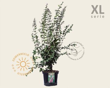 Syringa microphylla 'Superba' - XL image