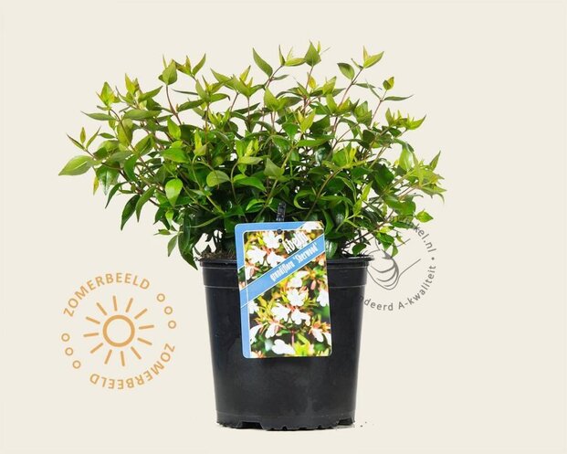 Abelia x grandiflora 'Sherwood'