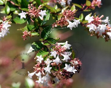 Abelia x grandiflora 'Sherwood'