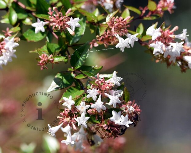 Abelia x grandiflora 'Sherwood'