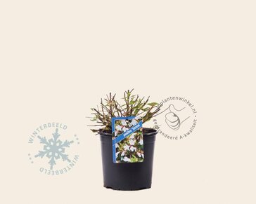 Abelia x grandiflora 'Sherwood'