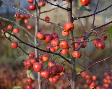 Malus domestica 'Evereste' - struik