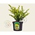 Ilex crenata 'Golden Gem' - in pot