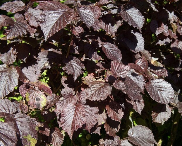 Corylus maxima 'Purpurea'