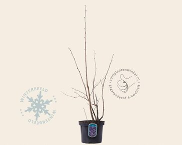 Corylus maxima 'Purpurea'