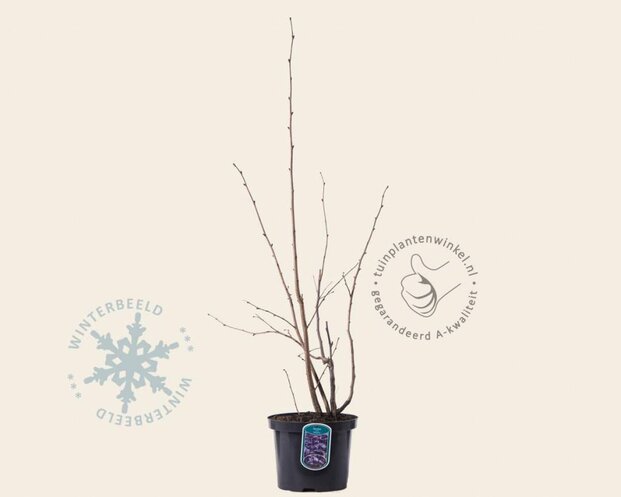 Corylus maxima 'Purpurea'