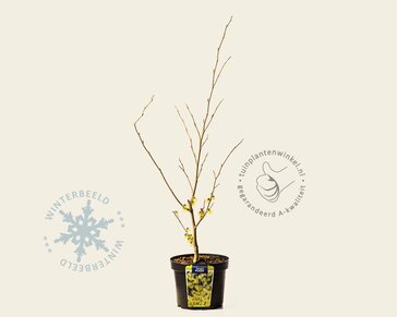 Hamamelis x intermedia 'Arnold Promise'