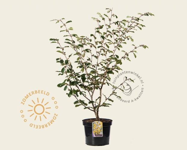 Hamamelis x intermedia 'Arnold Promise'