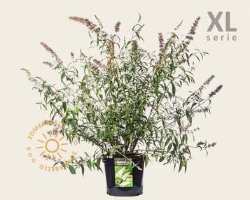 Buddleja davidii 'White Profusion' - XL image
