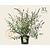 Buddleja davidii 'White Profusion' - XL