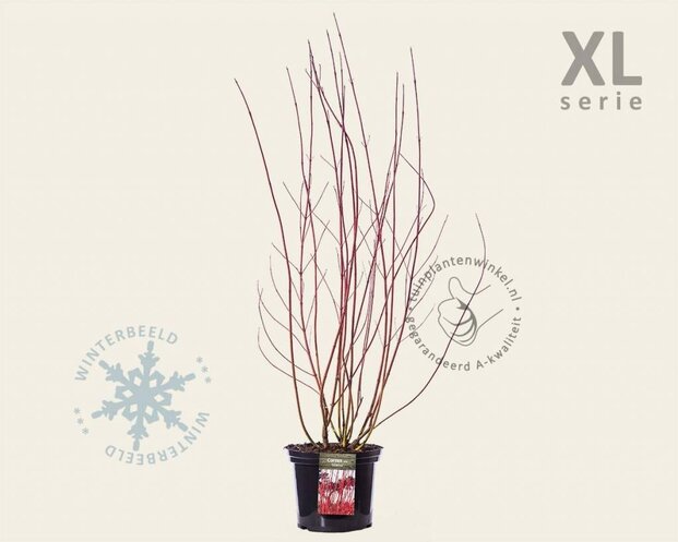 Cornus alba 'Sibirica' - XL