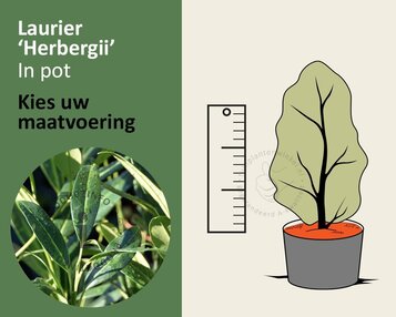 Prunus laurocerasus 'Herbergii' - in pot image
