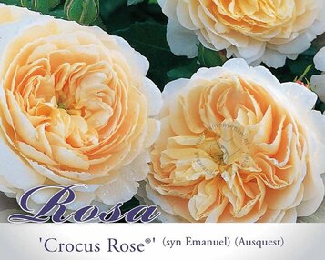 Rosa 'Crocus Rose' image