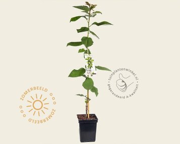 Prunus avium 'Sylvia' - zuilvorm image