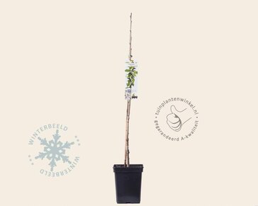 Prunus avium 'Sylvia' - zuilvorm