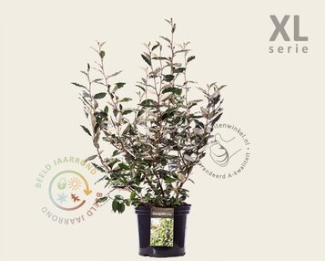 Elaeagnus ebbingei - XL image