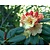 Rhododendron 'Horizon Monarch'