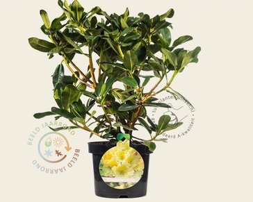 Rhododendron 'Horizon Monarch'