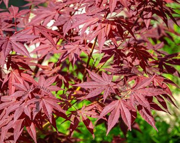 Acer palmatum 'Atropurpureum'