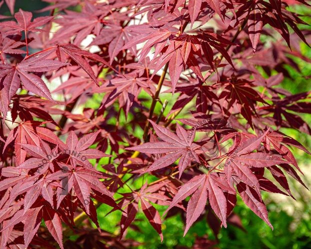 Acer palmatum 'Atropurpureum'