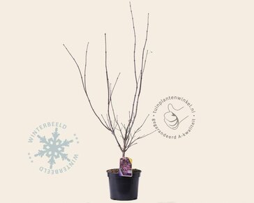 Acer palmatum 'Atropurpureum'