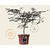 Acer palmatum 'Garnet' 60/80