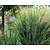 Panicum virgatum 'Northwind'