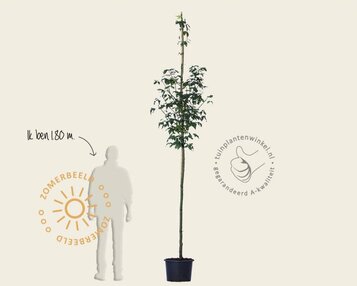 Laburnum watereri 'Vossii' image
