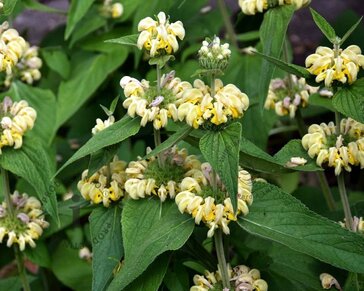 Phlomis russeliana