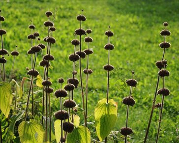 Phlomis russeliana