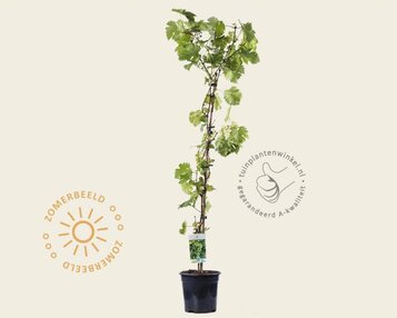 Vitis vinifera 'Vroege van der Laan' image