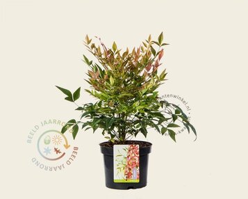 Nandina domestica 'Gulfstream' image