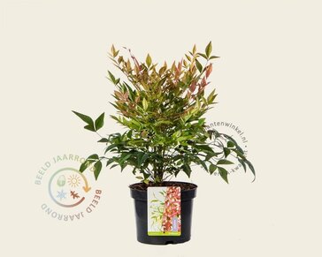 Nandina  domestica 'Gulfstream'