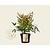 Nandina  domestica 'Gulfstream'