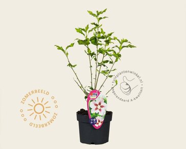 Hibiscus syriacus 'Hamabo'