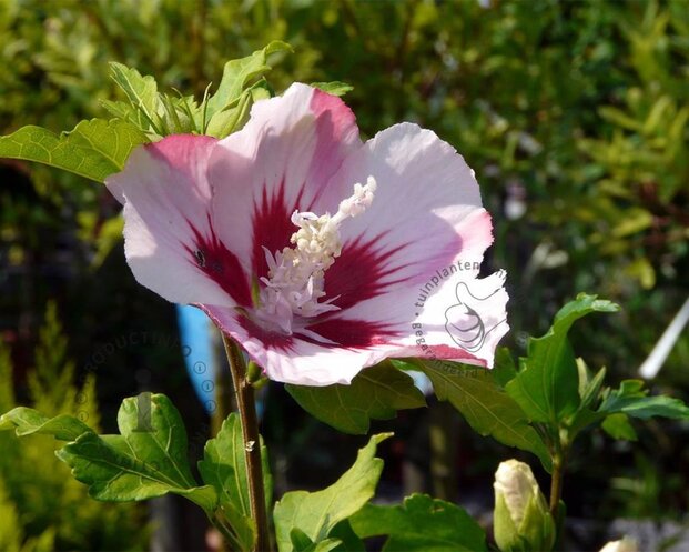 Hibiscus syriacus 'Hamabo'